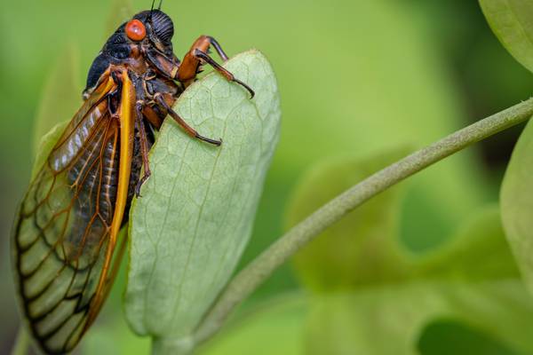 Cicadas have become so noisy in part of South Carolina that people are calling the police