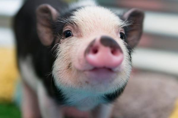Baby pig rescued after being tossed like football at Mardi Gras