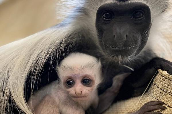 Florida zoo welcomes ‘baby Yoda’ Angolan colobus monkey