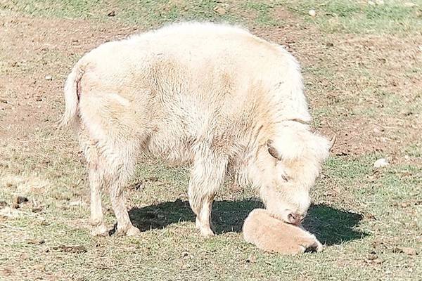 Rare white bison born at Wyoming state park