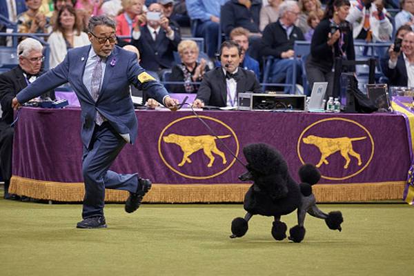 Sage advice: Miniature poodle named Best in Show at Westminster Kennel Club dog show