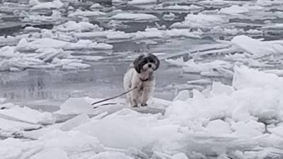 Chilly canine: New York firefighters rescue dog trapped on frozen river