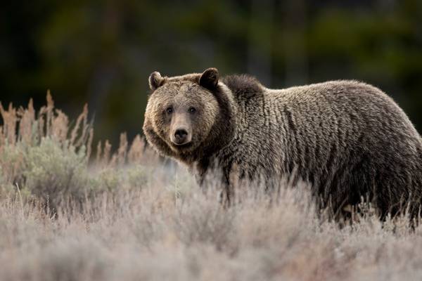 Man survives ‘surprise attack’ by 2 grizzlies at Grand Teton National Park