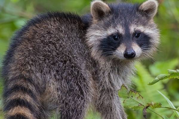City in Texas impacted by a second raccoon-related power outage