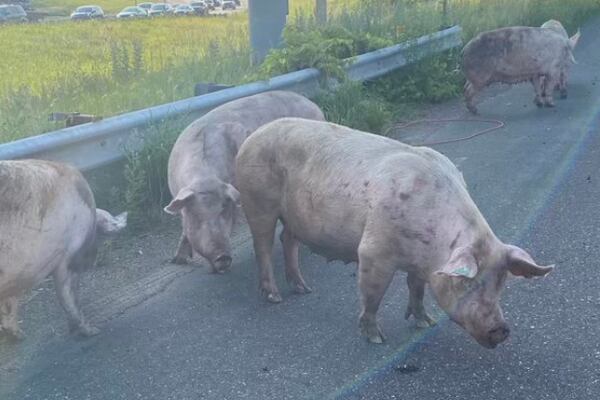 Pigs run loose on Minnesota highway following crash; 10 pigs died