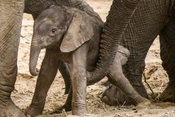 Omaha zoo welcomes new baby elephant