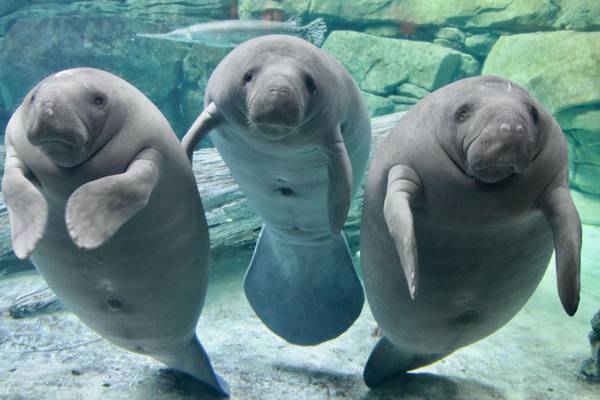 Orphaned manatees to return to Florida after receiving treatment in Ohio
