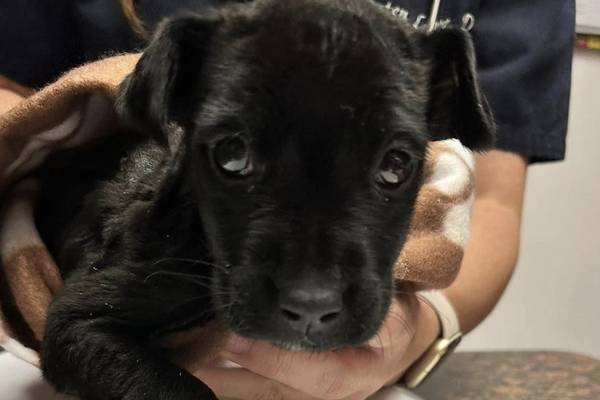 Florida animal rescue group seeks donations to treat abandoned, burned 4-week-old puppy
