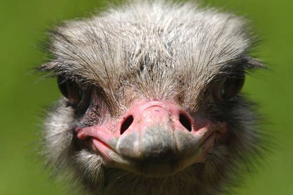 Ostrich named Karen at Kansas zoo dies after grabbing staff member’s keys, swallowing them
