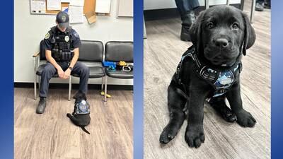 New recruit: Labrador retriever puppy on the beat as comfort dog