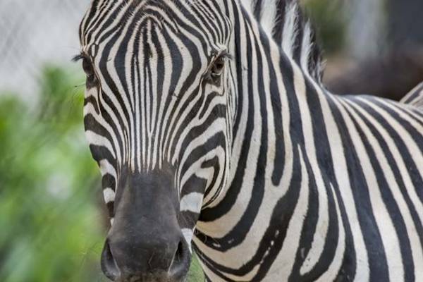 Zebra dies after ‘tragic’ accident at Milwaukee County Zoo