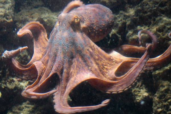 9-year-old boy’s parents adopt pet octopus who ended up laying dozens of eggs